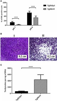 Virulence in Mice of a Toxoplasma gondii Type II Isolate Does Not Correlate With the Outcome of Experimental Infection in Pregnant Sheep
